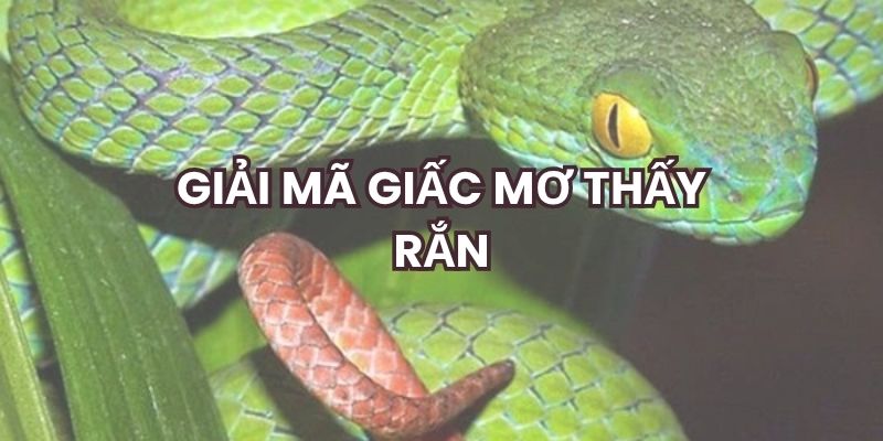 Giải mã giấc mơ rắn - Tín hiệu của tài lộc
