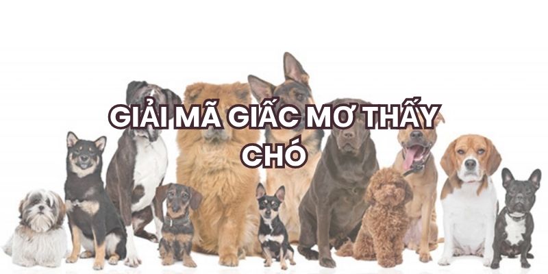 Giải mã giấc mơ thấy chó